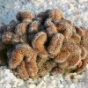 Mammillaria_compressa_2